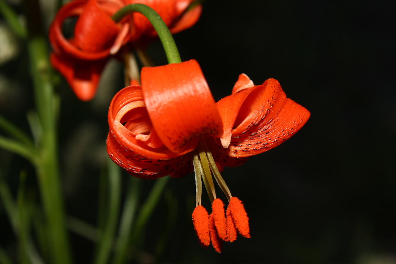 Un anno di fiori...